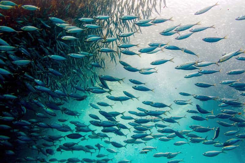 Moalboal, Cebu, passaggio delle Sardine