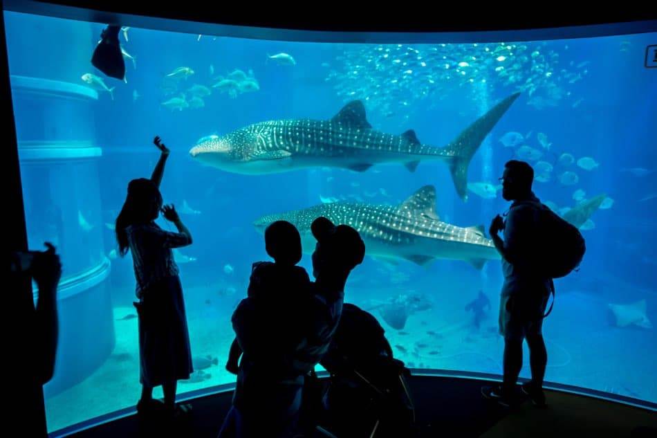 Acquario Kaiyukan OSaka