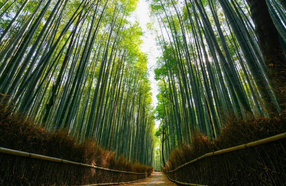 Bambù di Arashiyama-2