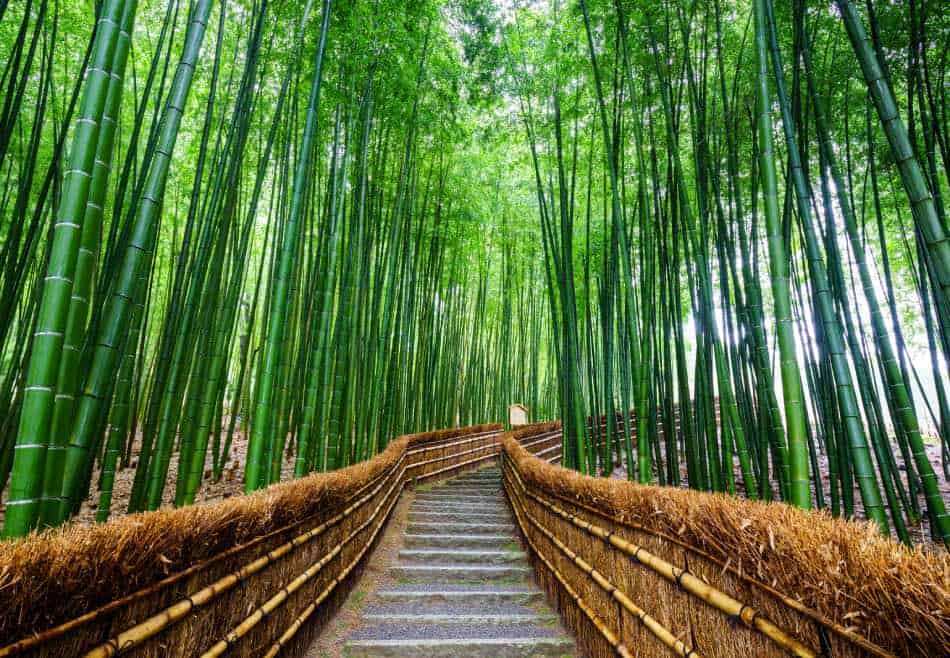 Foresta di Bambù, Kyoto