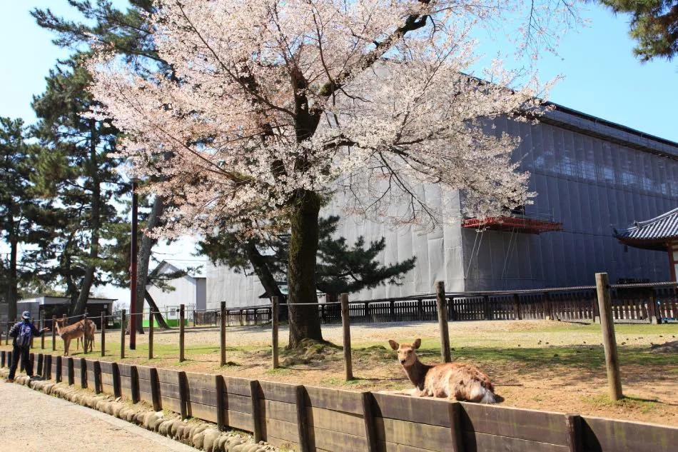 Nara Park in Primvera