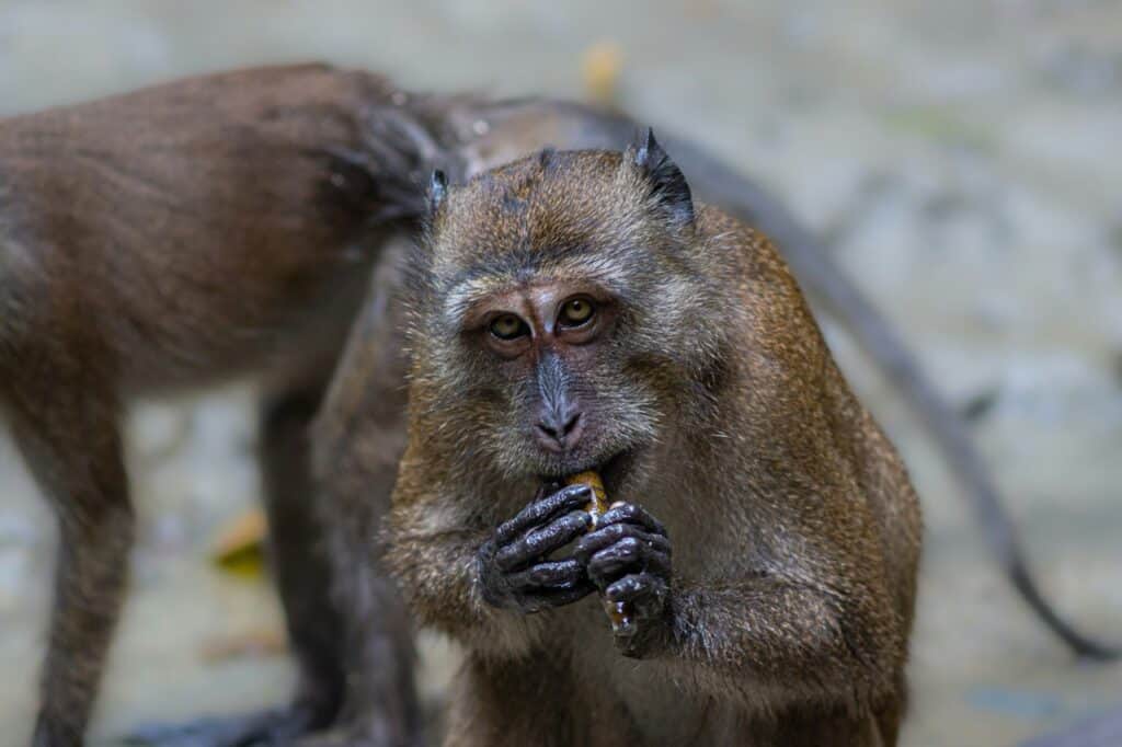 Phang-nga, Thailandia scimmie